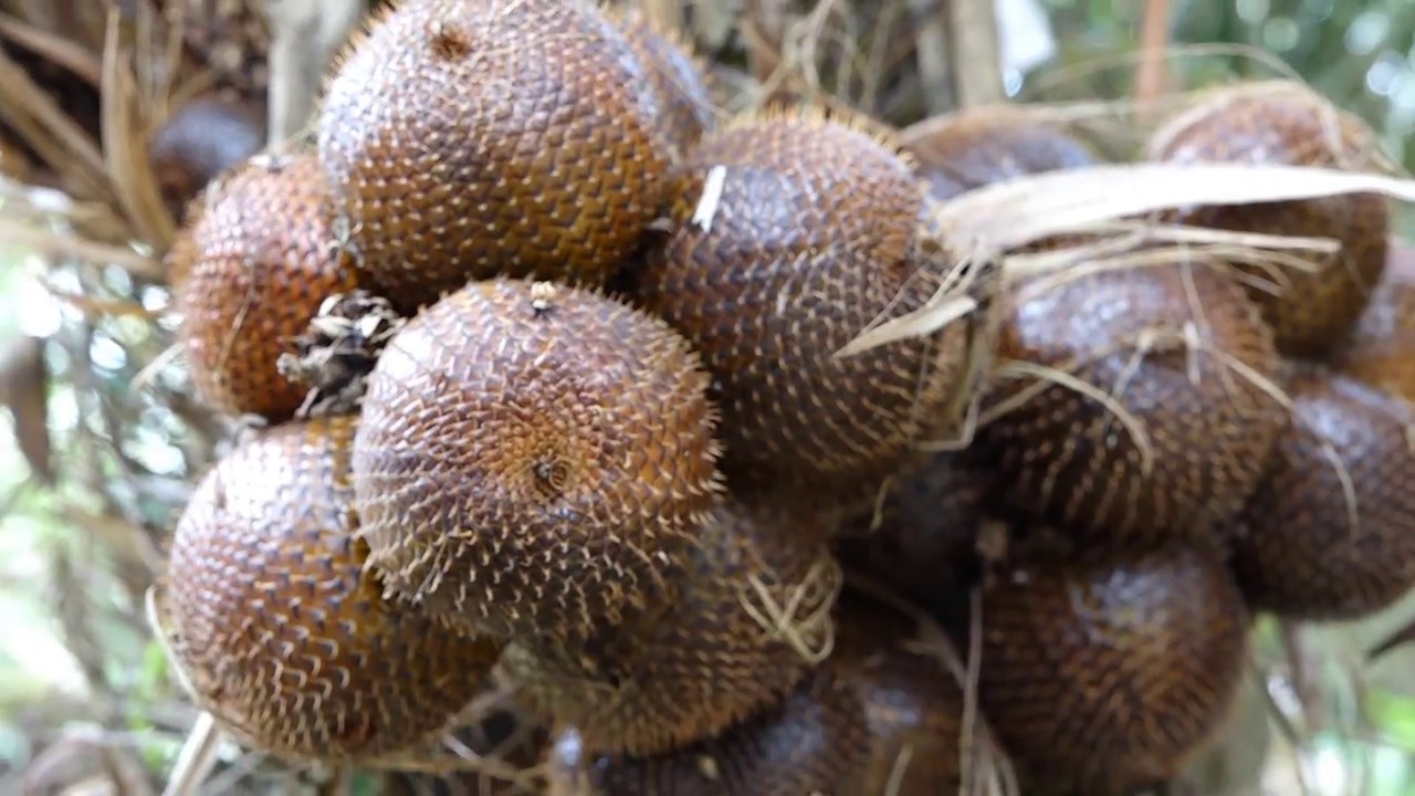 BERITA PEDESAAN – DESA SUKAKARYA KECAMATAN MEGAMENDUNG