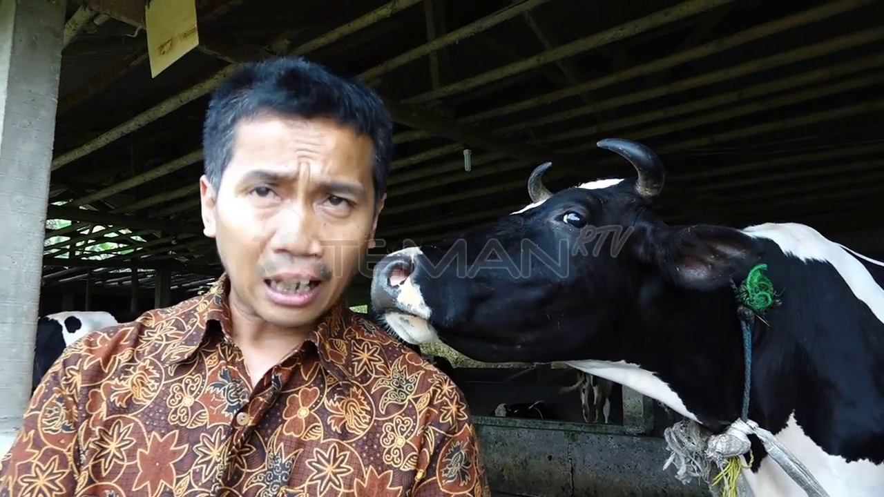 BERITA PEDESAAN – DESA TAJURHALANG KECAMATAN CIJERUK (KELOMPOK TANI SAPI PERAH)