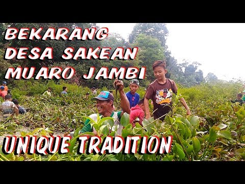 TRADISI UNIK:SEKAMPUNG MENCARI IKAN-DESA SAKEAN MUARO JAMBI