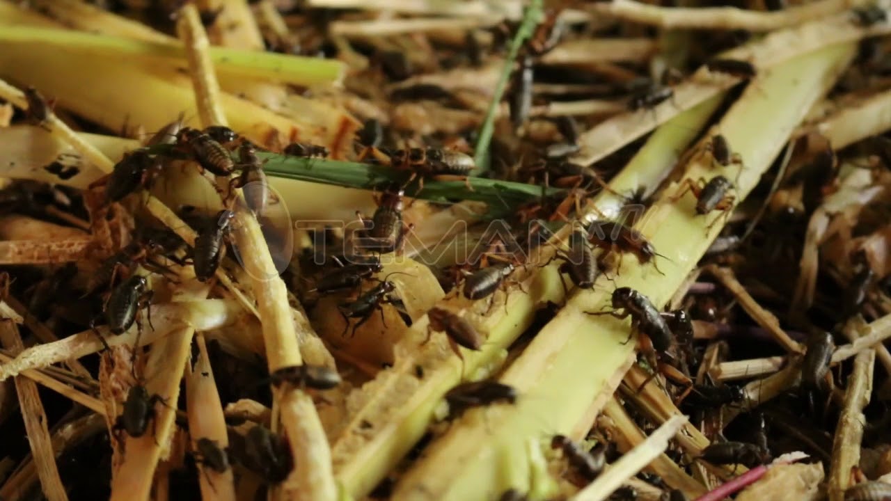 BERITA PEDESAAN – DESA GANDOANG KECAMATAN CILEUNGSI (BUDIDAYA JANGKRIK)