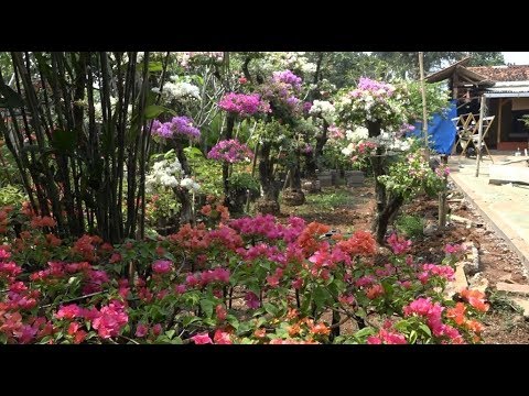 BERITA PEDESAAN – DESA CIBENTANG KECAMATAN CISEENG (BUDIDAYA JANGKRIK DAN TANAMAN HIAS)