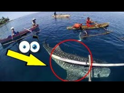 Bikin kagum! Di desa ini monster laut malah jadi sahabat warga desa