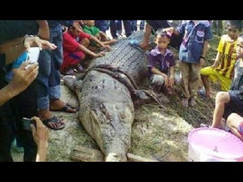 (GEGER) Detik Detik Penangkapan Buaya Raksasa Pemakan Manusia Di Bone – Berita Terbaru