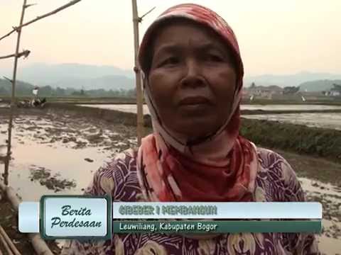 BERITA PERDESAAN – DESA CIBEBER 1 MEMBANGUN