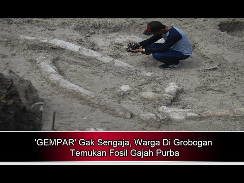 ‘GEMPAR’ Gak Sengaja, Warga Di Grobogan Temukan Fosil Gajah Purba – Berita Terbaru Hari Ini