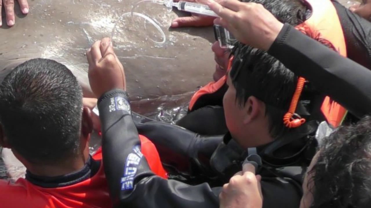 Dihargai 8 Juta,Ikan duyung dugong terdampar I Berita Terbaru Hari Ini