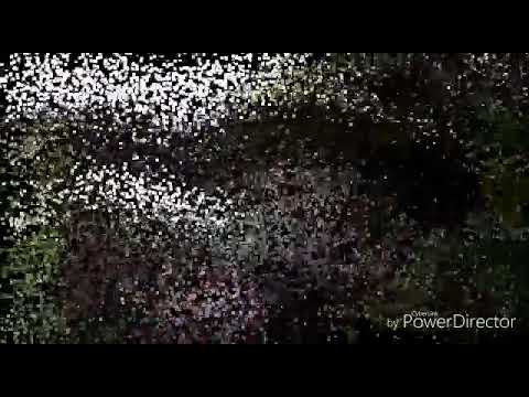 Warung diuma Pacung, Desa Baturiti menolak berita hoax, mendukung pilkada damai.