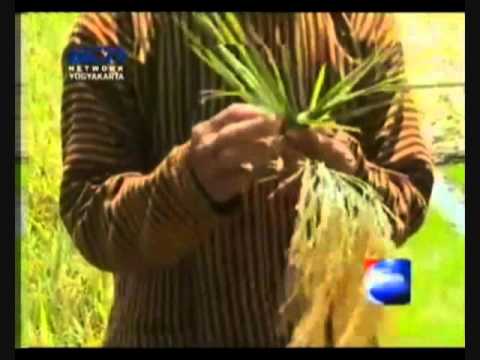 Berita Upacara Adat Wiwitan