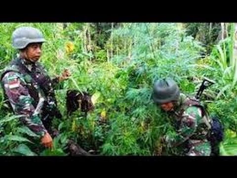 BERITA 12 September 2016 – ‘GEGER’ Saat Latihan Perang TNI Temukan Ladang G4nja Di Mandailing Natal