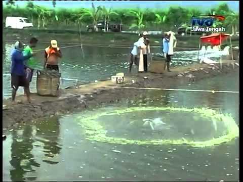 Berita Panen Udang Vannamei di Pemalang