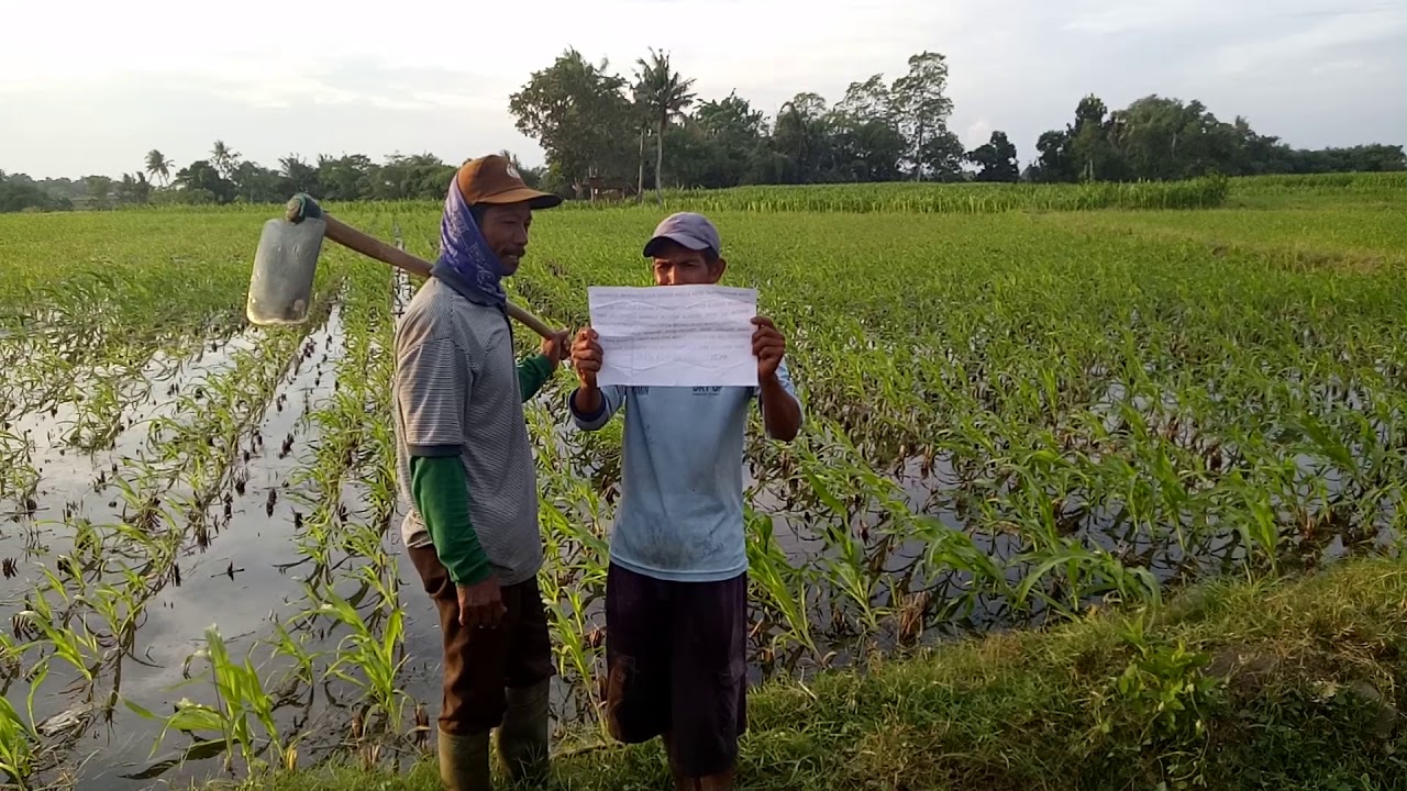 Video menolak berita bohong dari warga Desa Stowe Brang